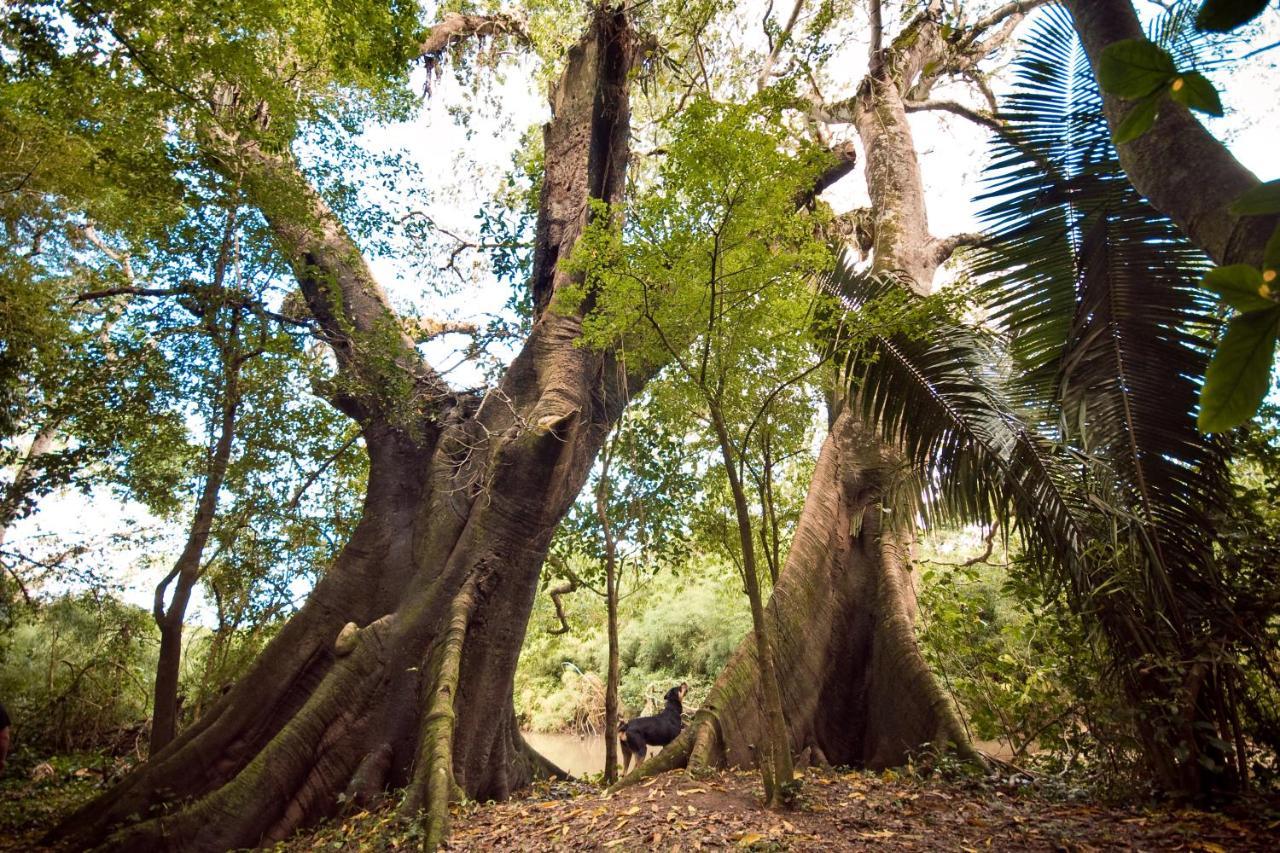Lower Dover Jungle Lodge & Maya Ruins Unitedville Luaran gambar