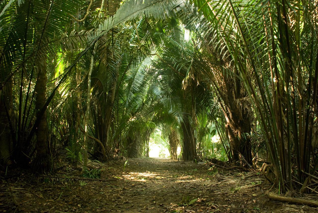 Lower Dover Jungle Lodge & Maya Ruins Unitedville Luaran gambar